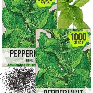 Seed Needs Peppermint Seeds for Planting – Non-GMO, Heirloom & Untreated – Medicinal/Culinary Herb to Plant a Home Grown Indoor or Outdoor …