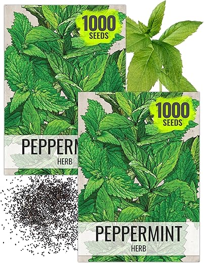 Seed Needs Peppermint Seeds for Planting - Non-GMO, Heirloom & Untreated - Medicinal/Culinary Herb to Plant a Home Grown Indoor or Outdoor ...