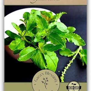 Gaea’s Blessing Seeds – Holy Basil Seeds – Heirloom Seeds with Easy to Follow Planting Instructions – Sacred Tulsi Open-Pollinated High Yie…