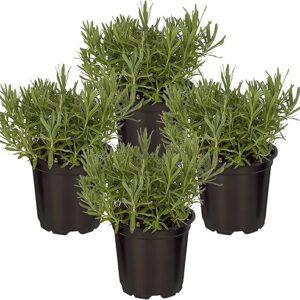 Live Aromatic and Edible Herb – Lavender (4 Per Pack), Natural Sleep Enhancer, 6″ Tall by 4″ Wide in 1 Pint Pot